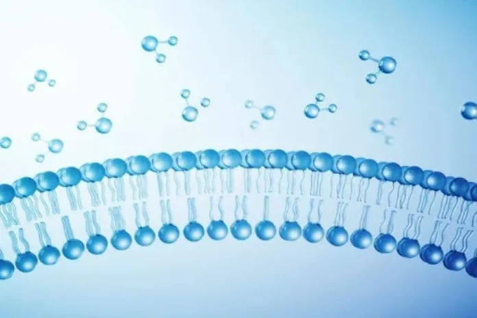 What Factors Influence Membrane Permeability Membrane