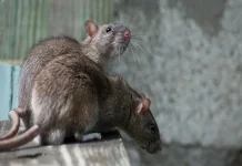 How to Stop Rodents from Entering Your Basement and Attic Basement and Attic