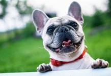 How to Keep Your Dog Looking and Feeling Good How to Keep Your Dog Looking and Feeling Good