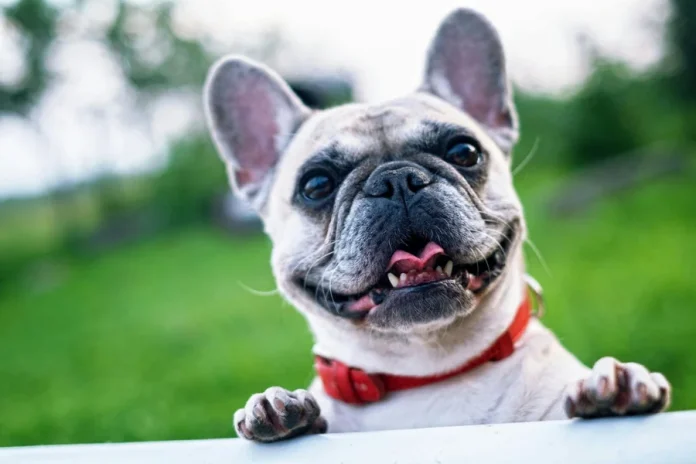How to Keep Your Dog Looking and Feeling Good How to Keep Your Dog Looking and Feeling Good