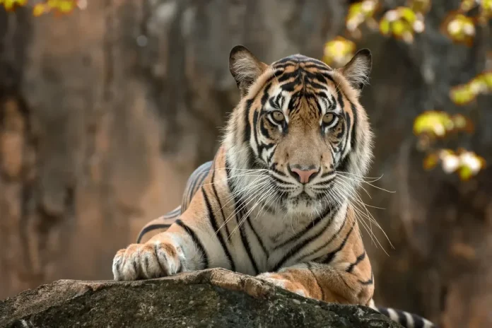 Explore Delhi, Agra, Jaipur & Tigers Golden Triangle Tour with Ranthambore Overview Golden Triangle Tour