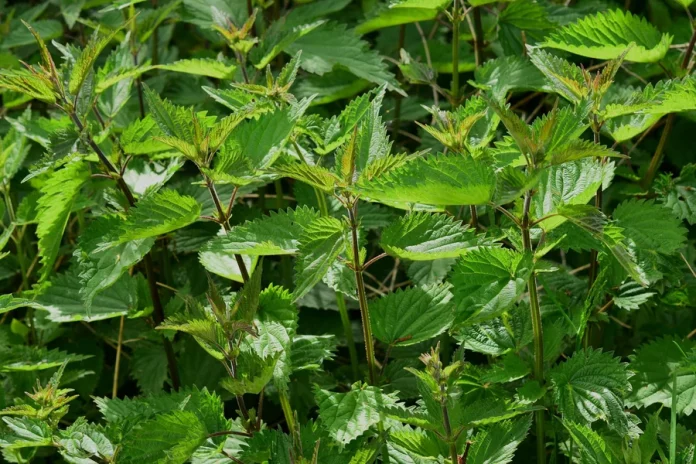 5 Natural Ways Plants