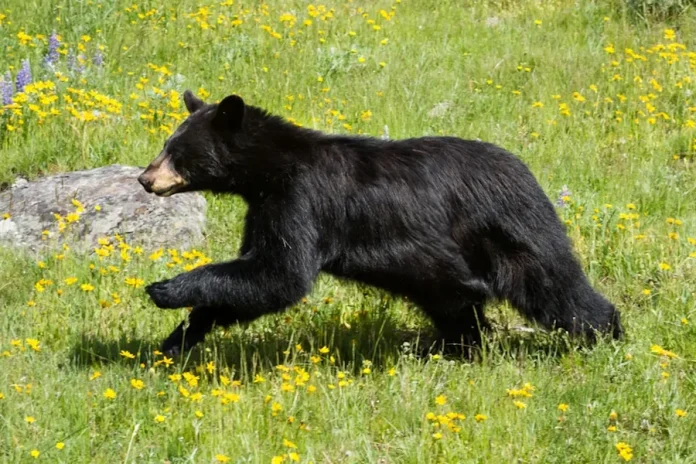 How Fast Can A Black Bear Run Black Bear Run