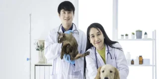 How a Small Animal Clinic Provides Care for Senior Dogs and Cats Senior Dogs