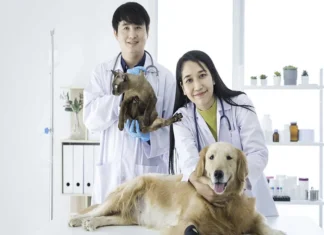 How a Small Animal Clinic Provides Care for Senior Dogs and Cats Senior Dogs