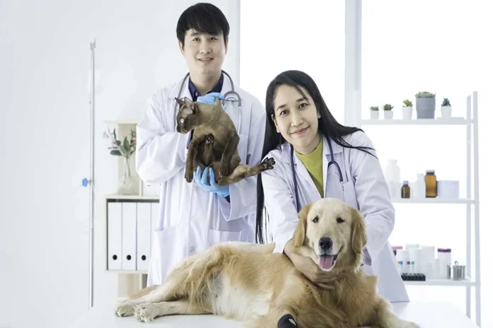 Senior Dogs