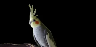 Buy Cockatiels: A Complete Guide for New Bird Owners Cockatiels
