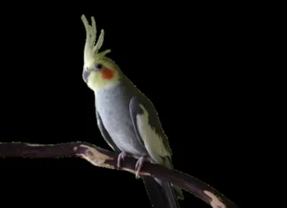 Buy Cockatiels: A Complete Guide for New Bird Owners Cockatiels