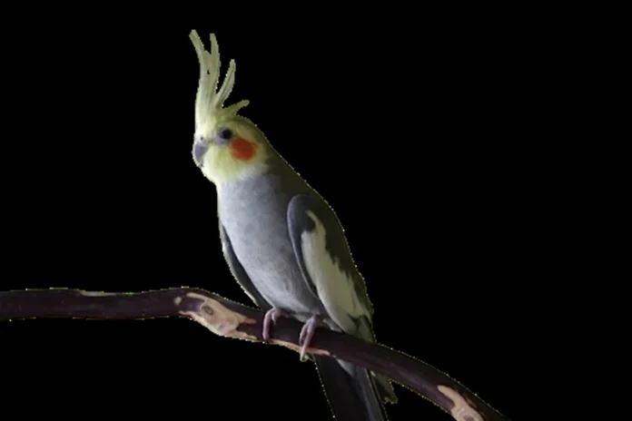 Cockatiels