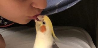 Cockatiels for Sale: Choosing a Healthy Companion Bird Cockatiels for Sale