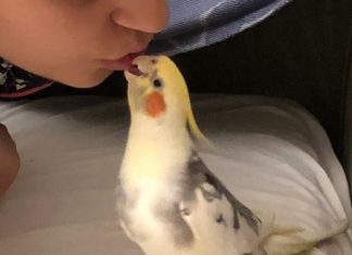 Cockatiels for Sale: Choosing a Healthy Companion Bird Cockatiels for Sale