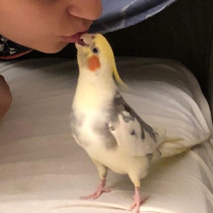 Cockatiels for Sale